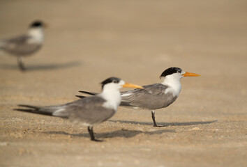 Greater Crested Terns. Selective focus on the second tern