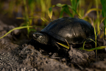 Close-up of beautiful little brown tortoise at forest