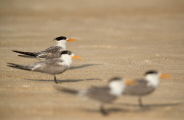 Greater Crested Terns at Busaiteen beach Bahrain. Selective focus on tern at the back