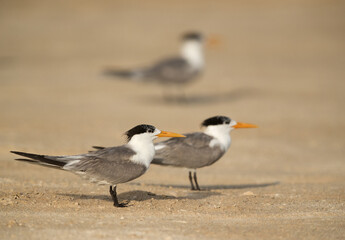 Greater Crested Terns