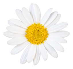 Beautiful white Daisy (Marguerite) isolated on white background, including clipping path.
