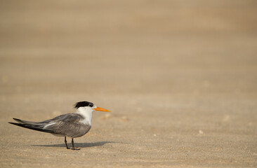 Greater Crested Tern