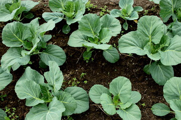 Fresh herbs. Arugula, lettuce, parsley.