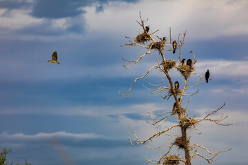 The great cormorants (Phalacrocorax carbo) in Bird sanctuary