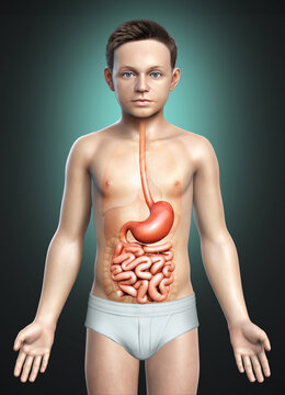 3d rendered, medically accurate illustration of a young boy stomach and small intestine
