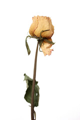 dried yellow rose flower isolated on white background