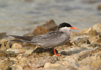 Closeup of White-cheeked Tern, Bahrain .