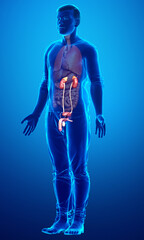 Fototapeta na wymiar 3d rendered, medically accurate illustration of the kidneys