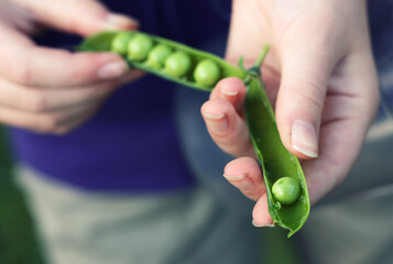 Picking peas. Autumn delicacy. Ecological living.