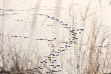 Footprint of a hare on a frozen lake. Snow is glistening. Winter wonderland.