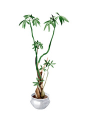 Hand painted watercolor illustration of  Pachira plant in a clay pot. Cosy home decor items, house plants and gardening. Interior huge scandinavian style. Isolated objects on white background.