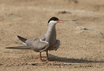 White-cheeked Tern at Busaiteen beach, Bahrain .