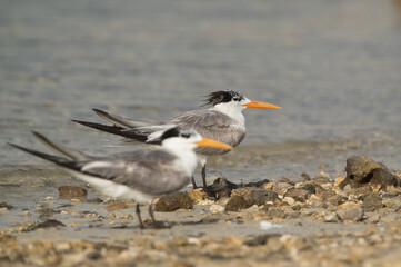 Greater Crested Terns, Bahrain. Selective focus