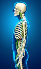 3d rendered medically accurate illustration of a male lymphatic system