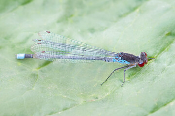 Blue colorful dragonfly is sitting on green leaf macro natural wallpaper