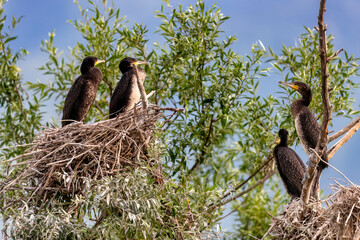 The great cormorants (Phalacrocorax carbo) in Bird sanctuary