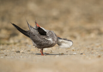White-cheeked Tern preening on the sand of Busaiteen beach, Bahrain .