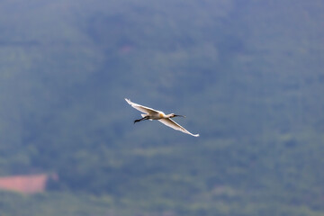 A Eurasian spoonbill in Bird sanctuary, on Lake Kerkini, Greece