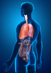 3d rendered, medically accurate illustration of a male lung anatomy