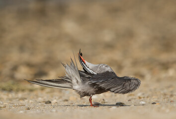 Greater Crested Tern cleaning its feather, Bahrain