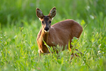 Fototapeta premium Roe deer in tall grass looking towards camera.