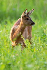 Roe deer between tall grass in summery meadow.