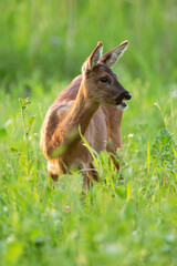 Roe deer between tall grass in summery meadow.