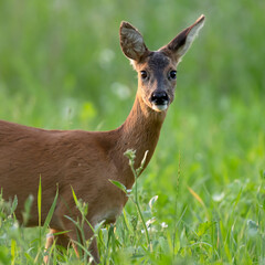 Roe deer in summery meadow looking towards camera.