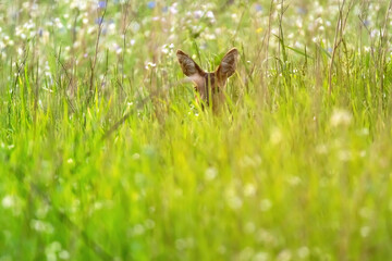 Deer hidden in summery meadow with white flowers.