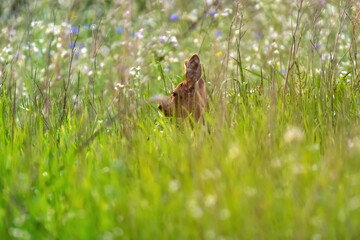 Deer hidden in summery meadow with white flowers.