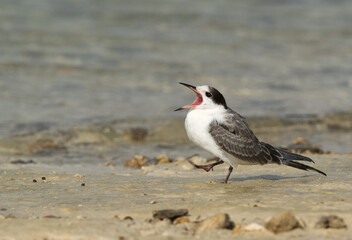 A juvenile White-cheeked Tern calling in hunger, Bahrain .