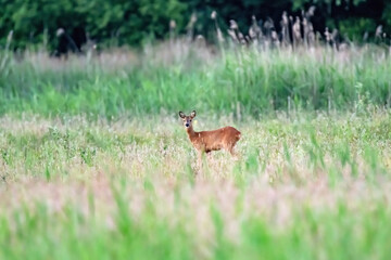 Deer in field with tall grass and reed.