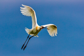 A Eurasian spoonbill in Bird sanctuary, on Lake Kerkini, Greece