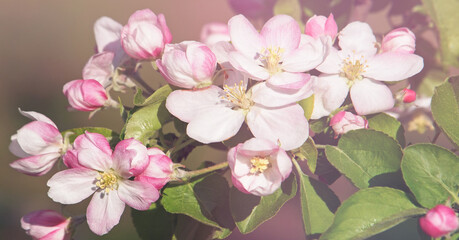 Pink apple blossom in spring under soft light