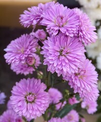 Obraz premium Beautiful floers in botanical garden