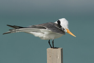 Closeup of Greater Crested Tern preening, Bahrain