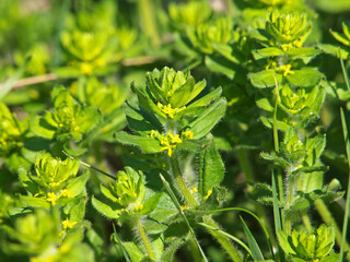 Fototapeta premium crossword or smooth bedstraw blooming plant, Cruciata laevipes