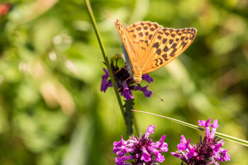 Obraz premium Macro of a Silver-washed fritillary on a common hedgenettle