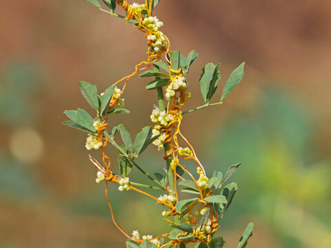 The greater dodder or European dodder, parasitic plant on alfalfa. Cuscuta europaea