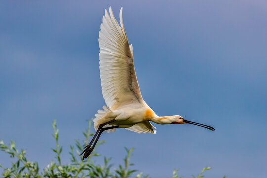 A Eurasian spoonbill in Bird sanctuary, on Lake Kerkini, Greece