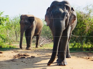 Two elephants fights against each other