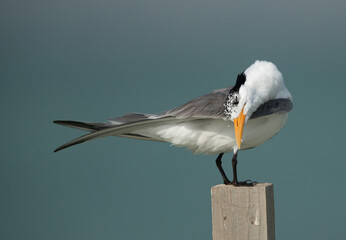 Greater Crested Tern cleaning its feather, Bahrain