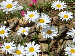 Obraz premium Beautiful floers in botanical garden