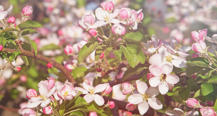 Pink apple blossom in spring under soft light
