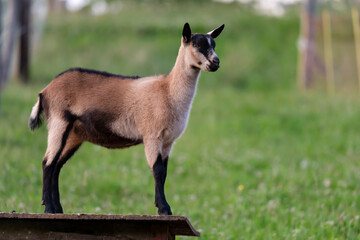 pfauenziege