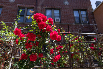 Fototapeta na wymiar Beautiful Red Roses during Spring in a Residential Garden in Astoria Queens New York