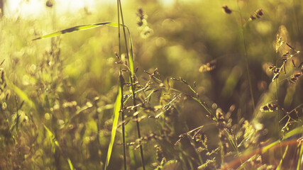 summer background. morning misty summer meadow grass panicles rising sun