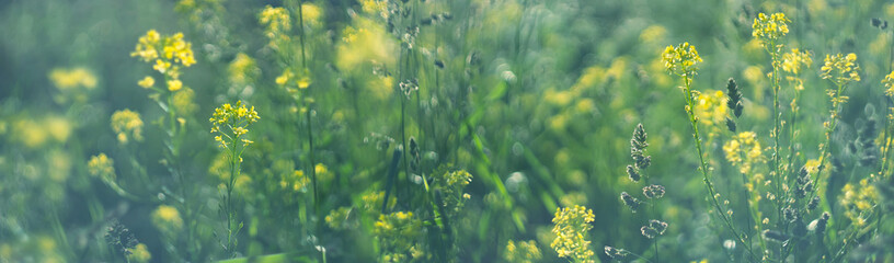 Fototapeta na wymiar summer banner background. morning misty summer meadow grass panicles rising sun