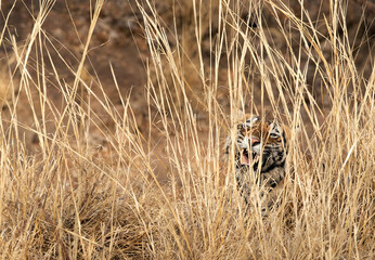 Tiger cub inside grasses, Ranthambore Tiger Reserve
