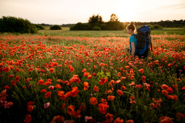 young woman tourist with backpack and sticks walking on field of poppies